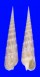 TEREBRIDAE TEREBRA CRENULATA shell