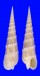 TEREBRIDAE TEREBRA CRENULATA shell