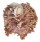 CHAMIDAE CHAMA BRASSICA shell
