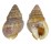 NASSARIIDAE NASSARIUS POLYGONATUS shell