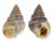 NASSARIIDAE NASSARIUS POLYGONATUS shell
