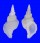 MURICIDAE PHYLLOCOMA CONVOLUTA shell