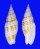 MITRIDAE CANCILLA GRANATINA shell