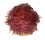 SPONDYLIDAE SPONDYLUS VARIANS shell