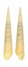 TEREBRIDAE TEREBRA CINGULIFERA shell