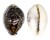 CYPRAEIDAE CYPRAEA TIGRIS shell