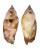 STROMBIDAE STROMBUS FRAGILIS shell