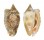 STROMBIDAE STROMBUS AURISDIANAE shell