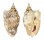STROMBIDAE STROMBUS AURISDIANAE shell