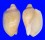 VOLUTIDAE CYMBIOLA NOBILIS PARVA shell