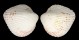 CARDIIDAE FRAGUM UNEDO shell