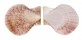 PECTINIDAE SCAEOCHLAMYS SQUAMATA shell