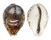 CYPRAEIDAE CYPRAEA TIGRIS shell