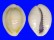 CYPRAEIDAE MONETARIA ANNULUS shell