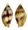 MITRIDAE NEBULARIA COARCTATA shell