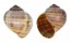 FRESHWATER PITA AMPULLACEA shell
