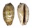 CYPRAEIDAE MAURITIA EGLANTINA shell