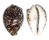 CYPRAEIDAE CYPRAEA TIGRIS shell
