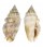 STROMBIDAE STROMBUS AURISDIANAE shell