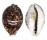 CYPRAEIDAE CYPRAEA TIGRIS shell