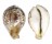 CYPRAEIDAE CYPRAEA TIGRIS shell