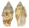 VOLUTIDAE CYMBIOLA VESPERTILIO shell