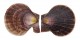 PECTINIDAE CHLAMYS SQUAMOSA shell