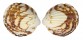 GLYCYMERIDIDAE GLYCIMERIS AURIFLUA shell