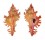 MURICIDAE CHICOREUS NOBILIS shell