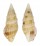 TURRIDAE TYLOTIELLA PICA shell