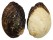 FRESHWATER LAMPROTULA LEAI shell