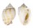 CASSIDAE PHALIUM BANDATUM shell