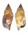 STROMBIDAE STROMBUS DENTATUS shell