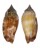 STROMBIDAE STROMBUS FRAGILIS shell