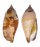 STROMBIDAE STROMBUS FRAGILIS shell