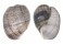 APLUSTRIDAE HYDATINA PHYSIS shell