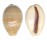 CYPRAEIDAE LYNCINA LEVIATHAN TITAN shell