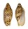 VOLUTIDAE CYMBIOLA VESPERTILIO shell