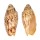 VOLUTIDAE CYMBIOLA VESPERTILIO shell