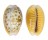 CYPRAEIDAE EROSARIA HELVOLA HELVOLA shell