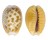 CYPRAEIDAE EROSARIA HELVOLA HELVOLA shell
