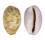 CYPRAEIDAE EROSARIA PORARIA shell