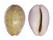 CYPRAEIDAE EROSARIA PORARIA shell