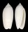 FOSSIL OLIVA CAROLINENSIS shell