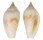 MITRIDAE IMBRICARIA CONULARIS shell