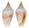 MITRIDAE IMBRICARIA CONULARIS shell