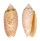 OLIVIDAE OLIVA ANNULATA AMETHYSTINA shell