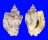 STROMBIDAE STROMBUS LENTIGINOSUS shell