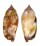 STROMBIDAE STROMBUS FRAGILIS shell