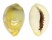 CYPRAEIDAE MONETARIA MONETA shell